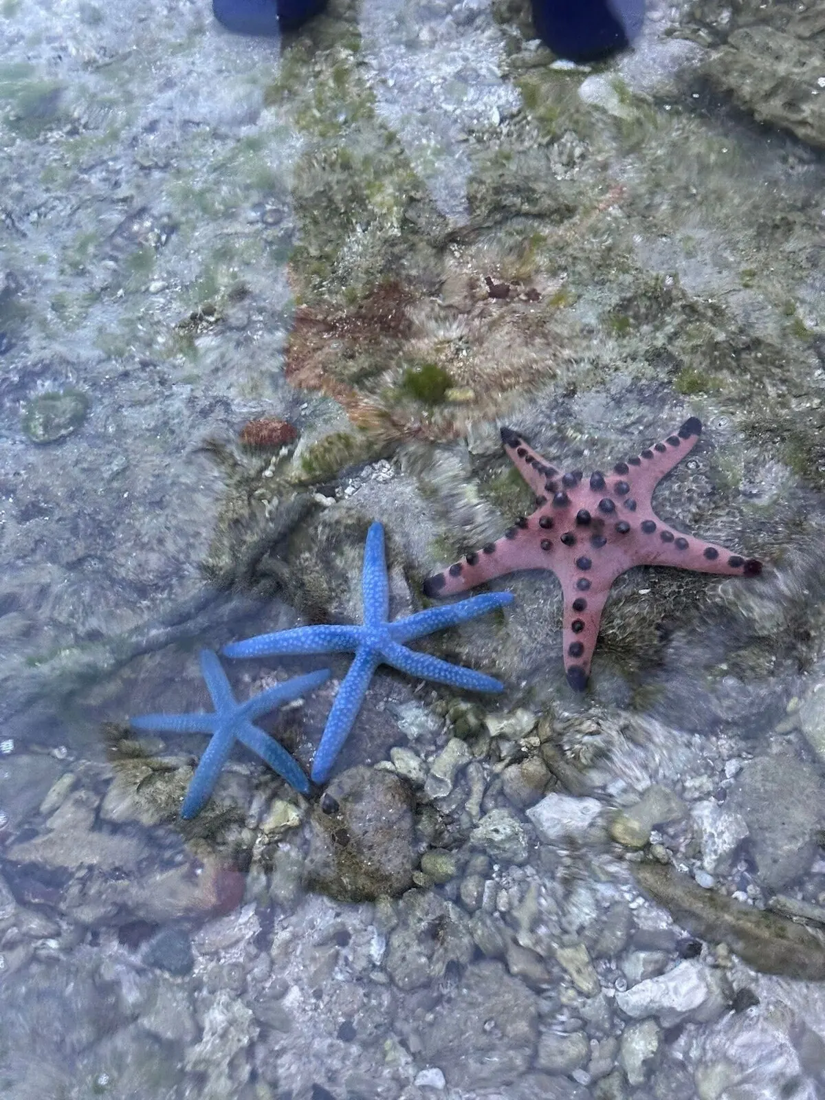 Starfish in the shallow water at the beach near OIA Suites Moalboal